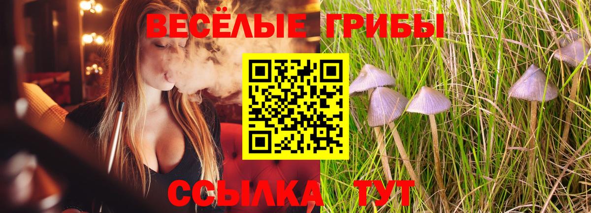 Псилоцибиновые грибы Psilocybe Беслан